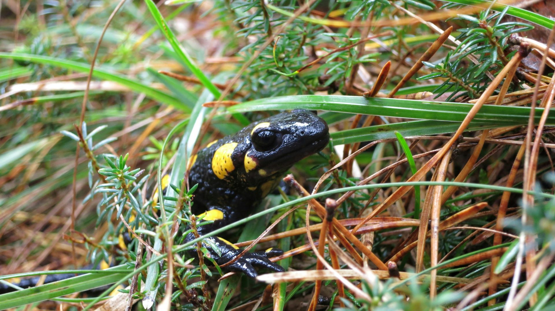 Tag Des Artenschutzes 5 Interessante Steirische Tiere