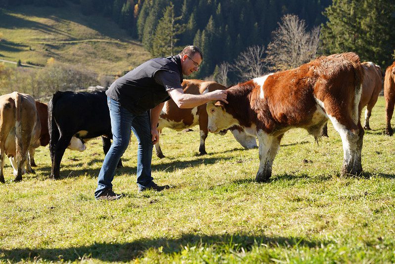 Liezener Bio-Rindfleisch für steirische Krankenhäuser