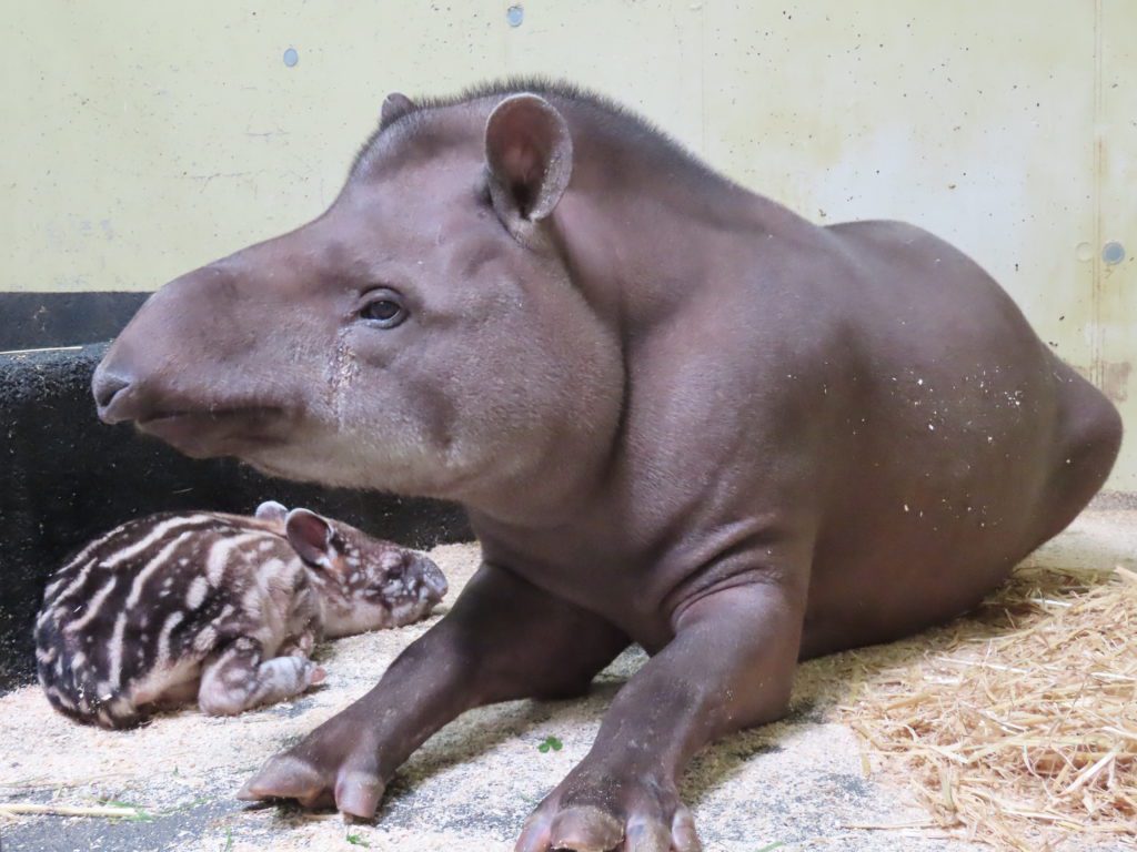 Das kleine gestreifte Tapir Baby liegt neben der einfarbigen Mutter im Innengehege der Tierwelt Herberstein