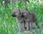 Zwei Polarwolf-Babys mit brau-grauem Fell stehen in einer grünen Wiese