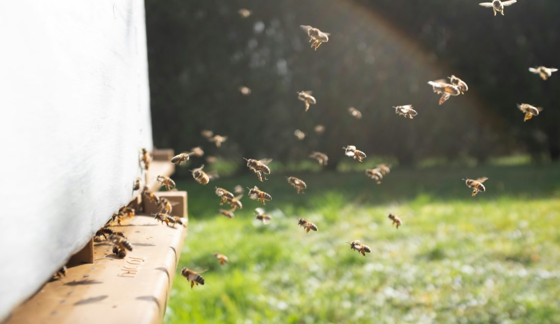 Neues Zuhause für Bienenvölker am Murpark-Dach