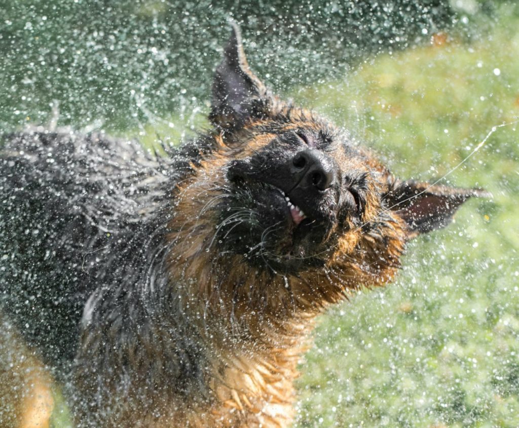 Wasser kann Haustiere kühl halten!