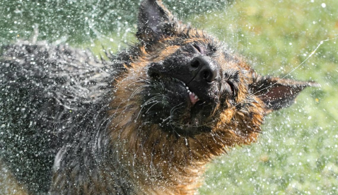 Wasser kann Haustiere kühl halten!