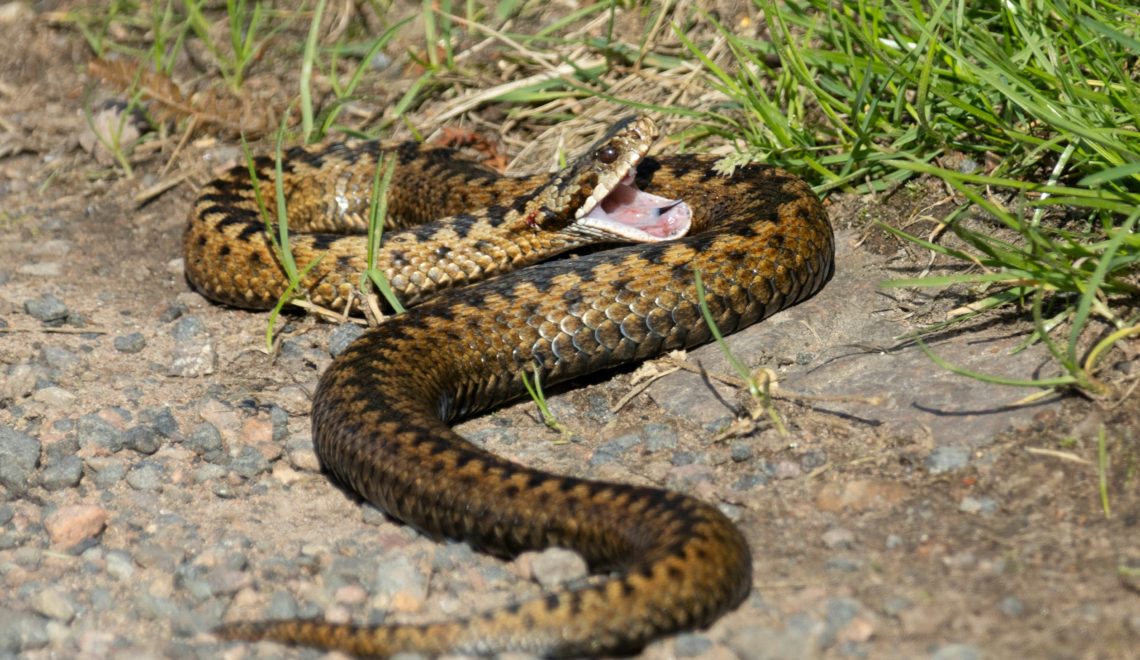 Einheimische Schlangen in der Steiermark